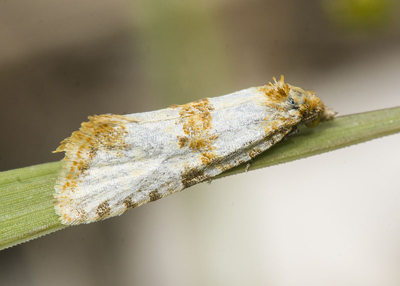 Tortricidae: Prochlidonia amiantana ?